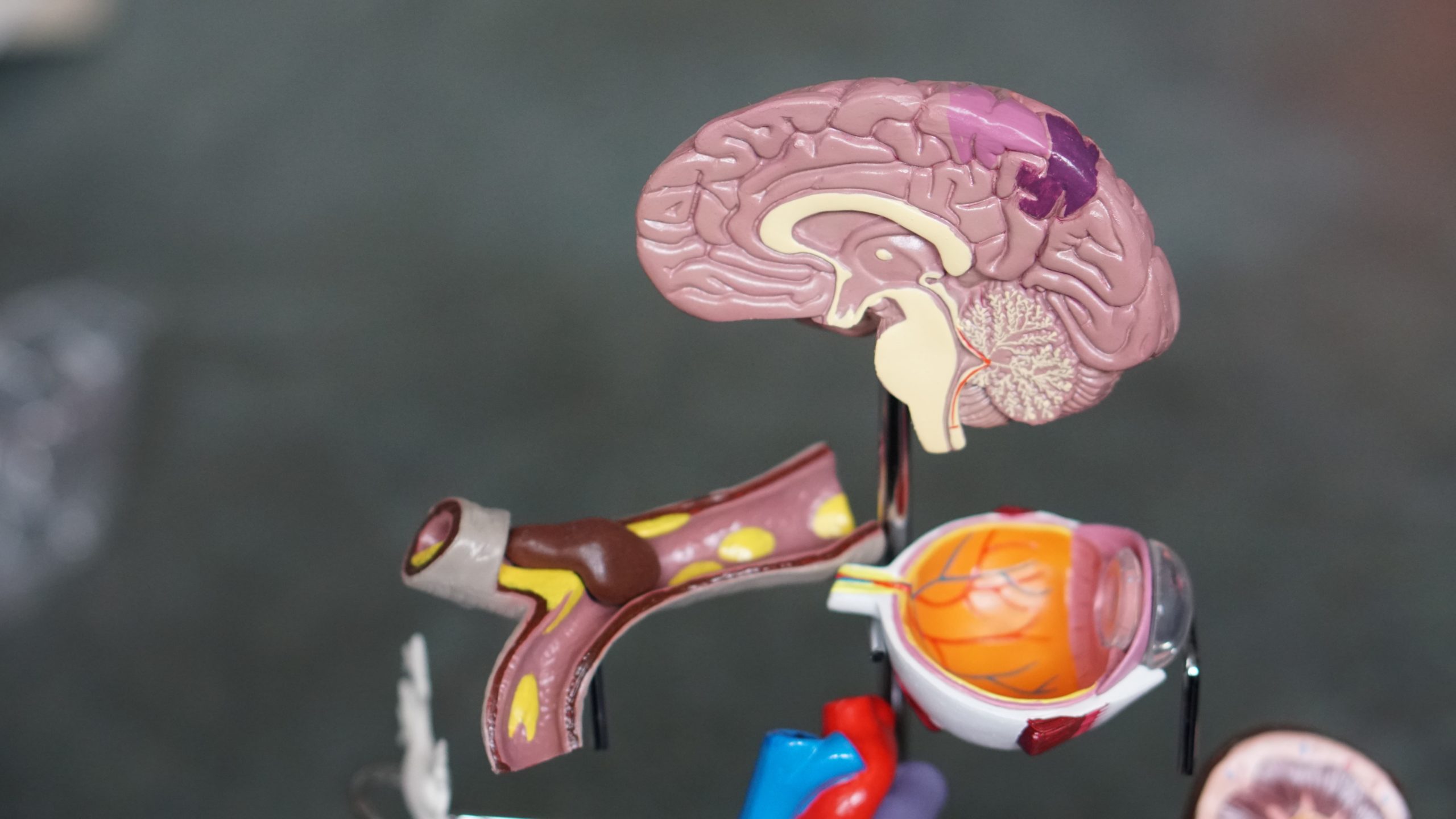 Brain diagram